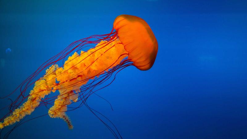 Jannik Sinner hoàn thành Sunshine Double lịch sử tại Miami Open 2026: Vĩ đại không tưởng